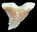 Golden, Fossil Hemipristis Tooth - Summerville, SC #47800-1